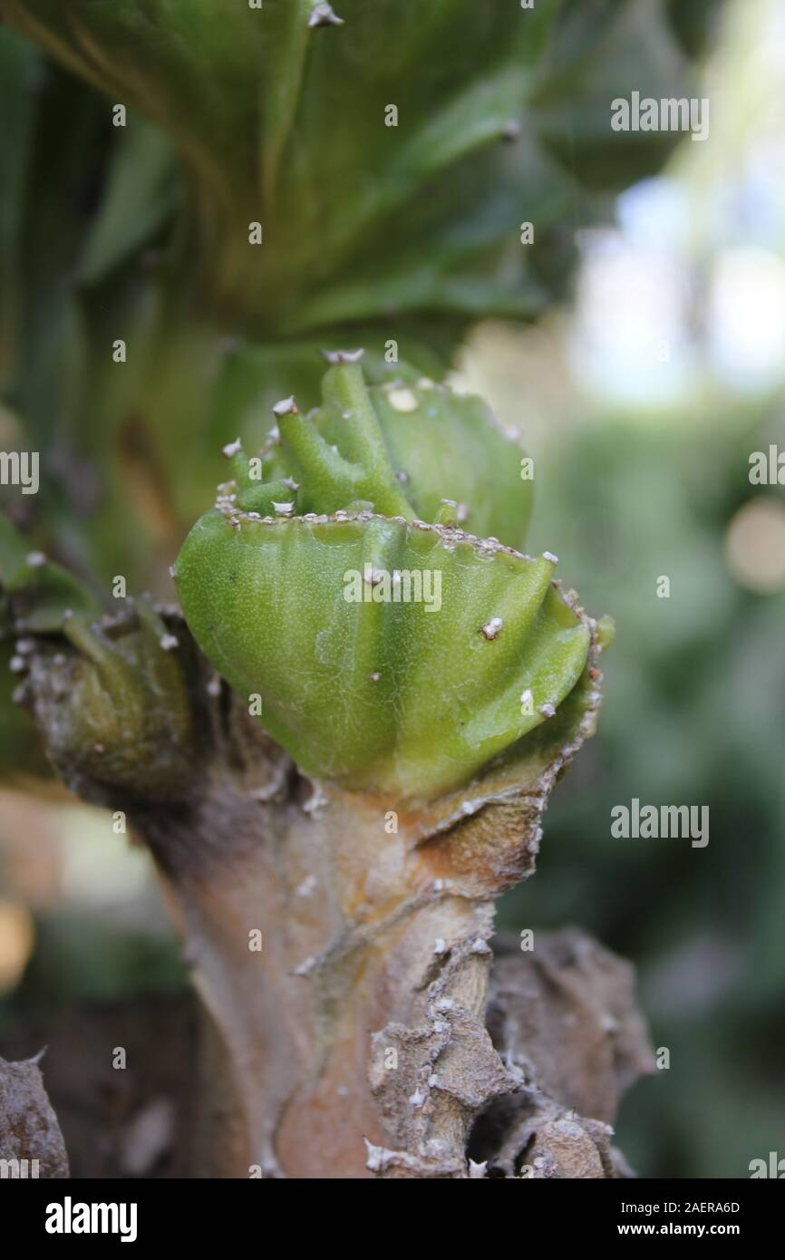 L'Euphorbia lactea cristata Elkhorn Banque D'Images