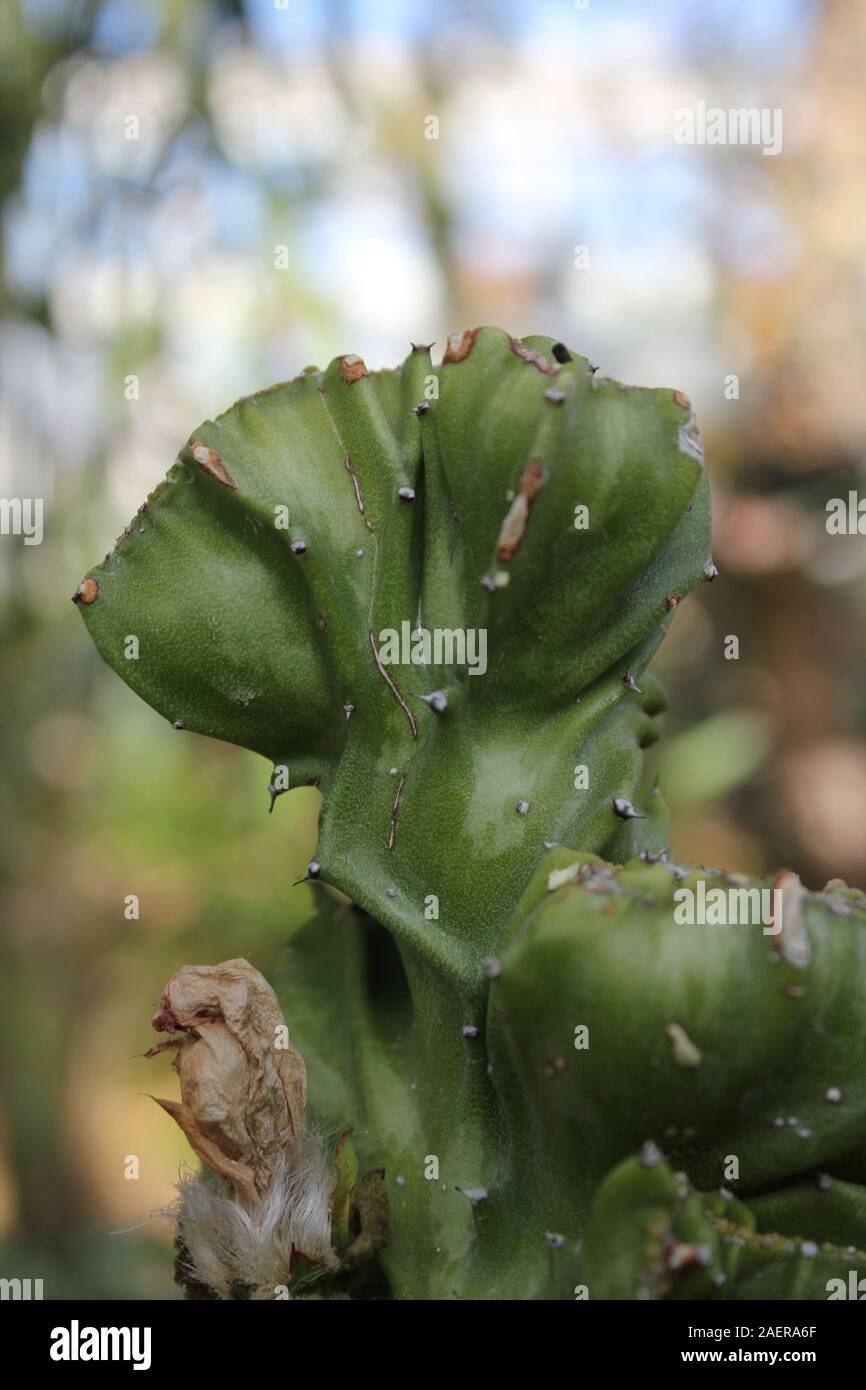 L'Euphorbia lactea cristata Elkhorn Banque D'Images