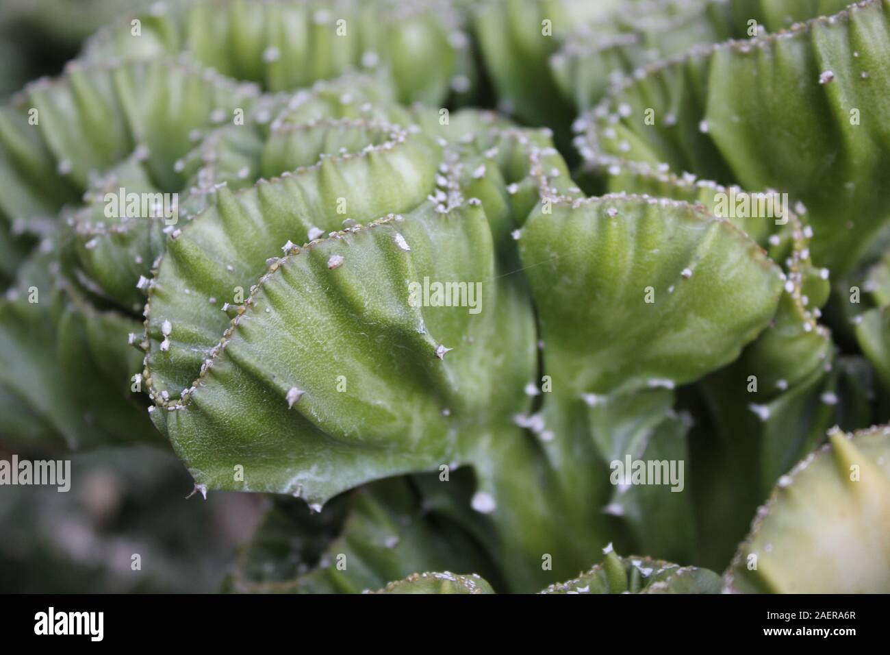 L'Euphorbia lactea cristata Elkhorn Banque D'Images