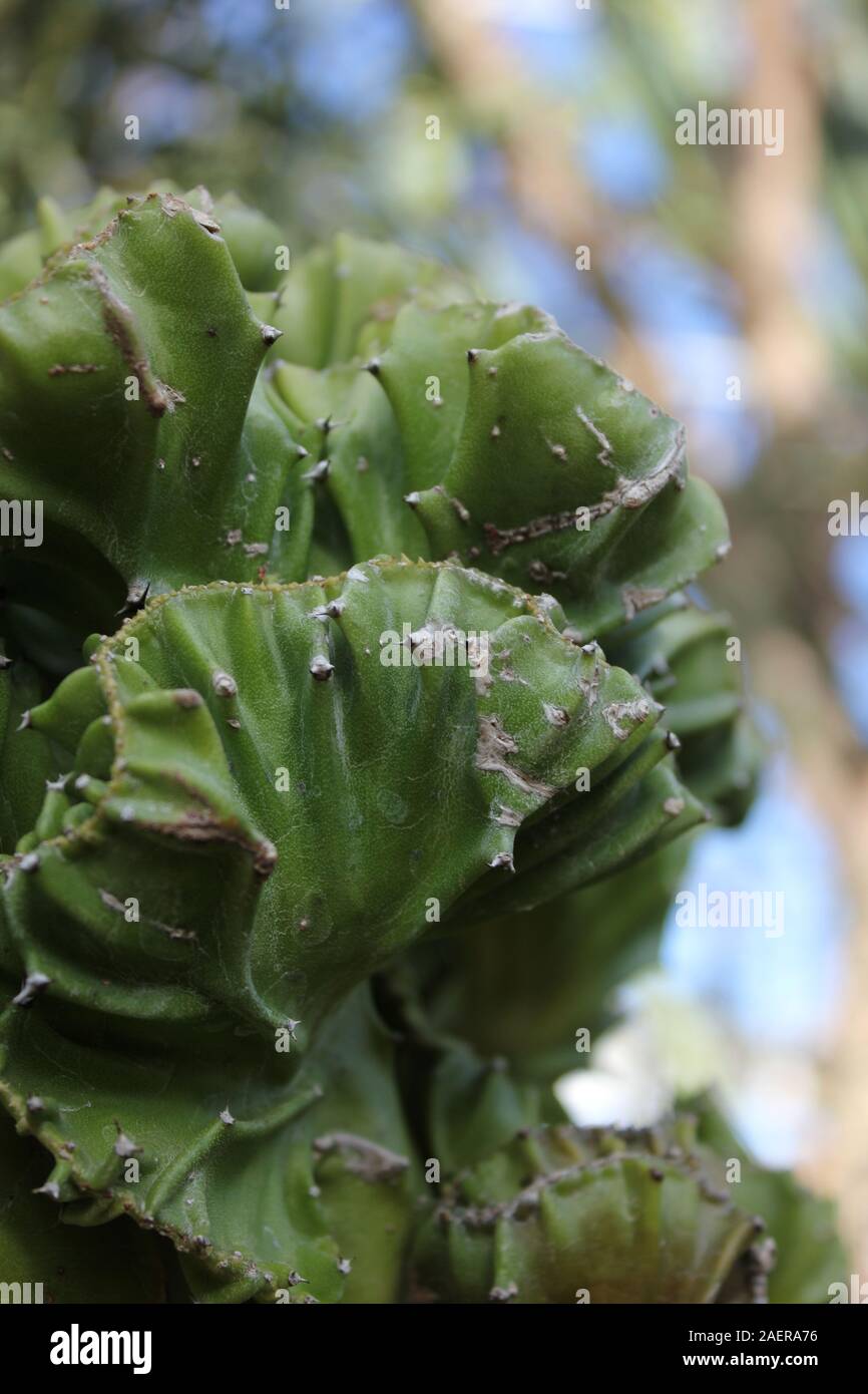 L'Euphorbia lactea cristata Elkhorn Banque D'Images
