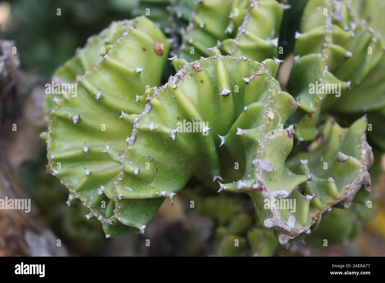 L'Euphorbia lactea cristata Elkhorn Banque D'Images