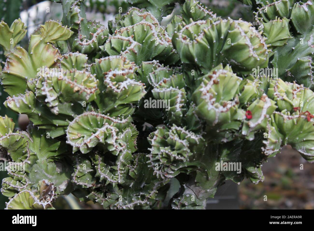 L'Euphorbia lactea cristata Elkhorn Banque D'Images