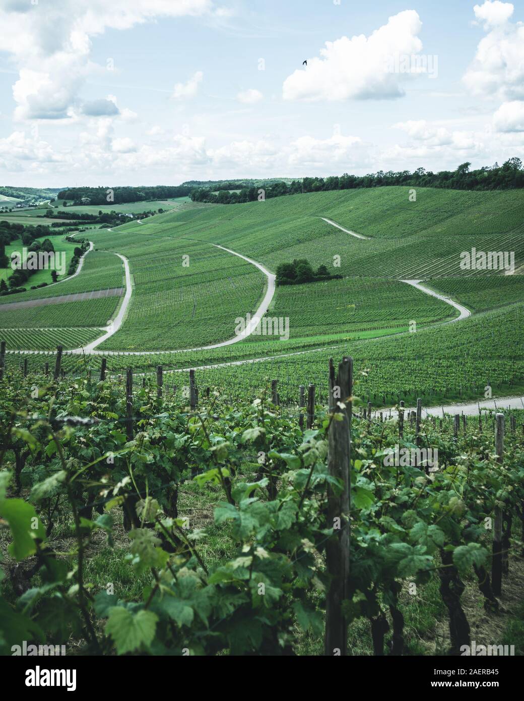 Blick über die Weinfelder beim Hörnle in der Nähe von Dürrenzimmern Banque D'Images