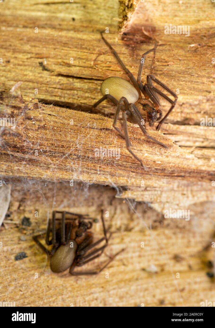 Deux araignées recluses brunes sur un morceau de bois de chauffage ; l'accent sur l'un supérieur Banque D'Images