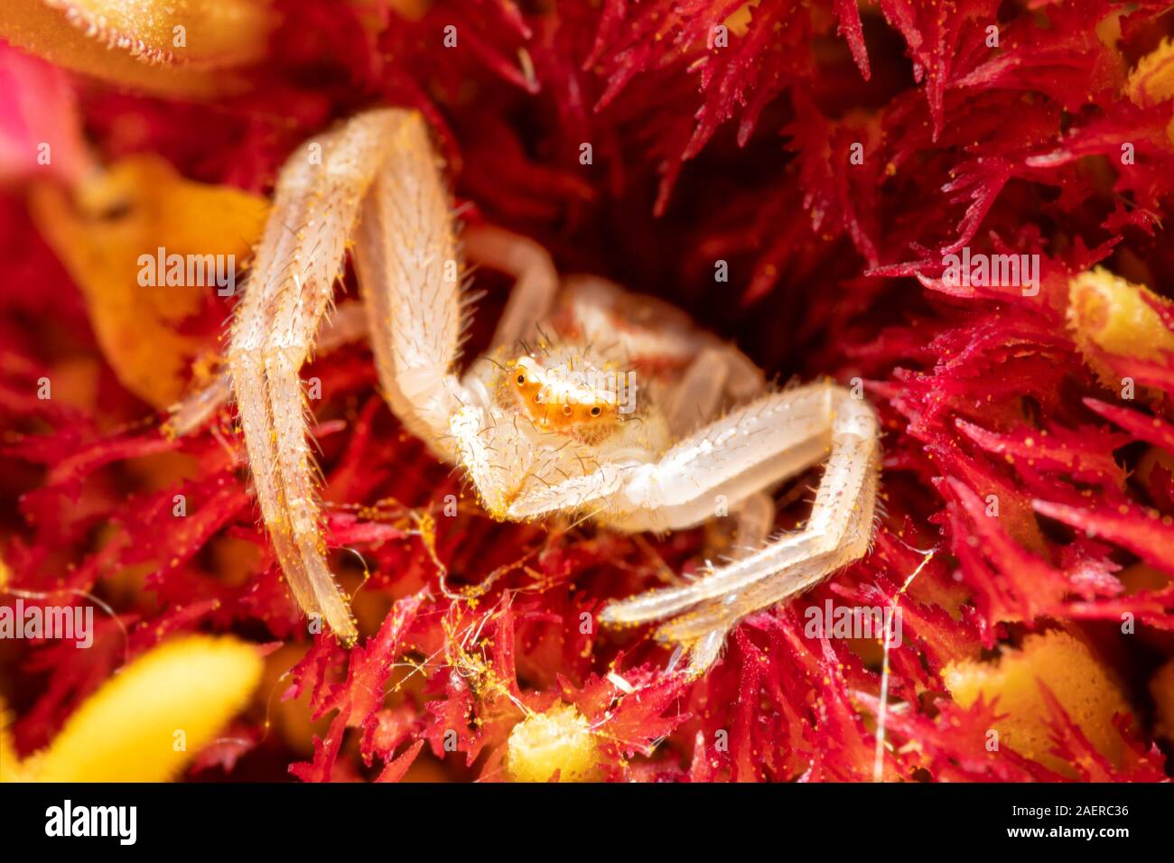 Mecaphesa spp. Araignée crabe se cachant dans le centre d'une fleur Zinnia, attente de proie Banque D'Images