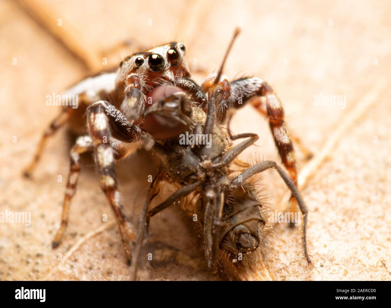 Pelegrina proterva mâle, White-Cheeked commun thomisidae dévorant une mouche aussi grande qu'il est Banque D'Images