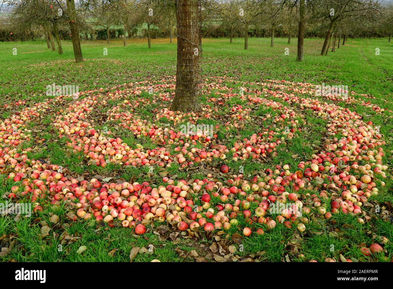 Tombé dans les pommes à cidre verger dans le Somerset, Royaume-Uni Banque D'Images