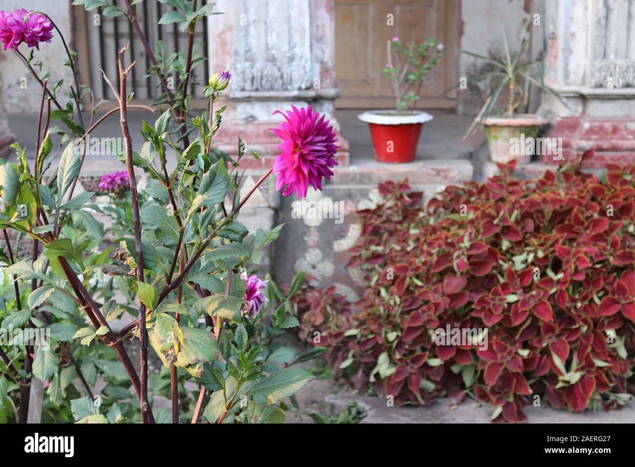 Fonds d'images de fleurs Banque D'Images