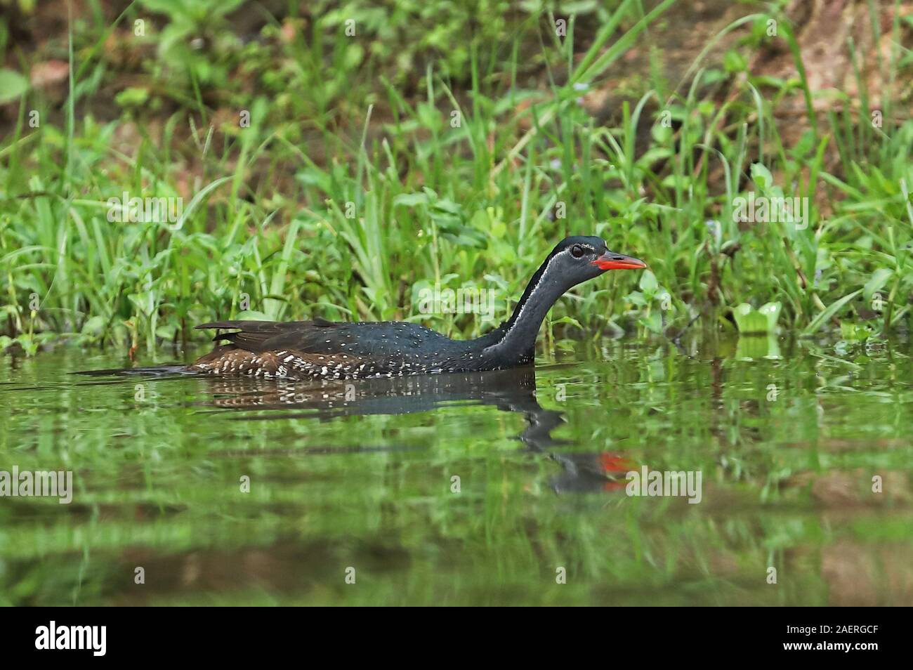 African Finfoot Podica senegalensis senegalensis) (mâle adulte natation sur le lac du parc national du lac Mburo, novembre Ouganda Banque D'Images