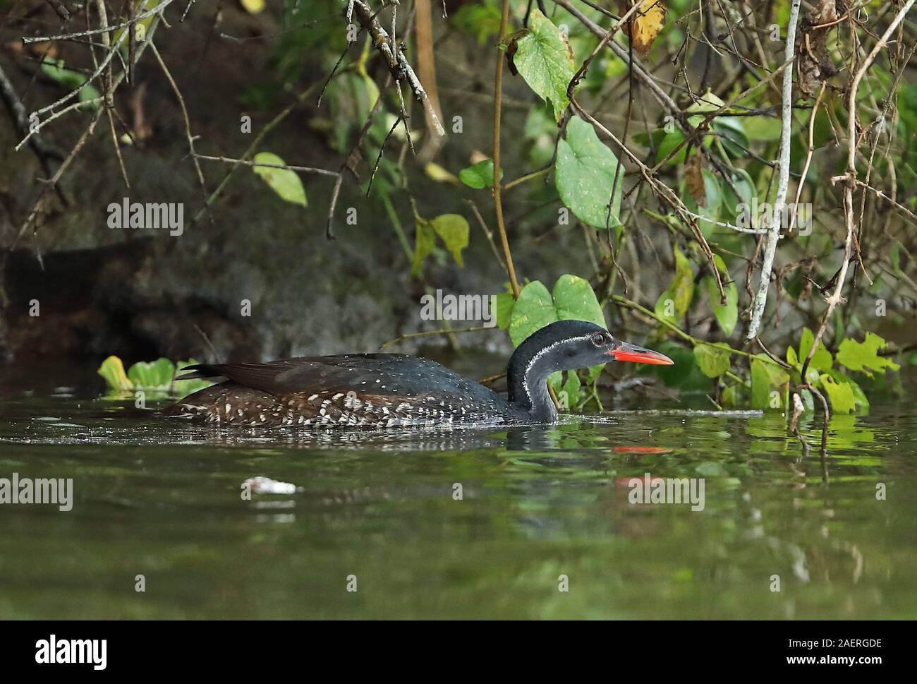 African Finfoot Podica senegalensis senegalensis) (mâle adulte natation sur le lac du parc national du lac Mburo, novembre Ouganda Banque D'Images