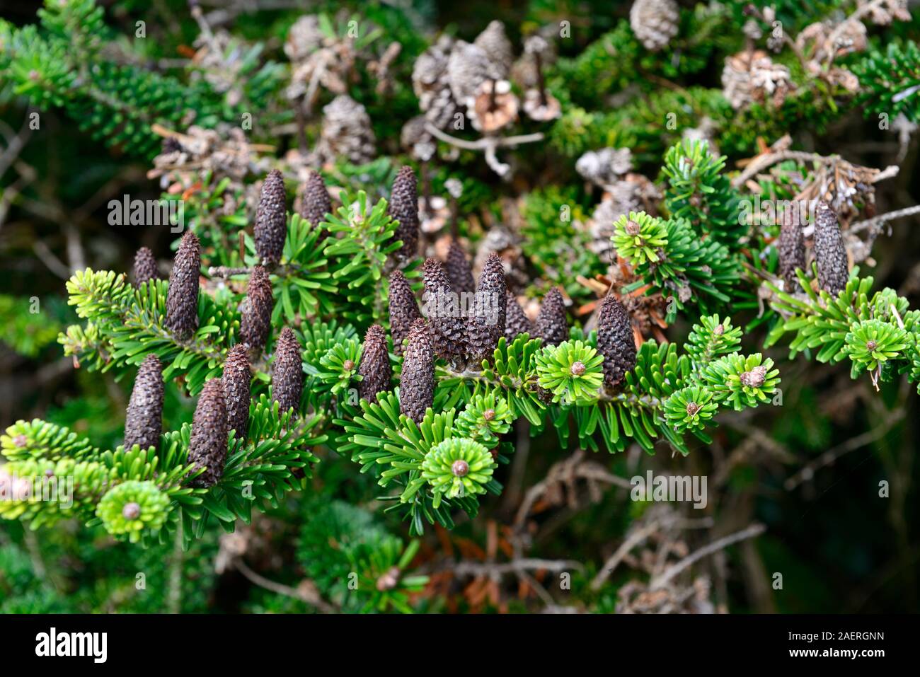 Abies koreana sapin coréen,conifères,cône,, cônes,belle,evergreen,conifères les conifères,Floral RM Banque D'Images