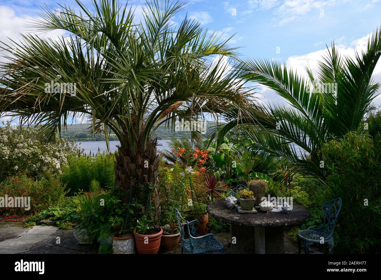 Date Palm,Phoenix canariensis,patio,terrasses,Kilravock gardens, West Cork Garden Trail,Durrus,Comté de Cork,Floral RM Banque D'Images