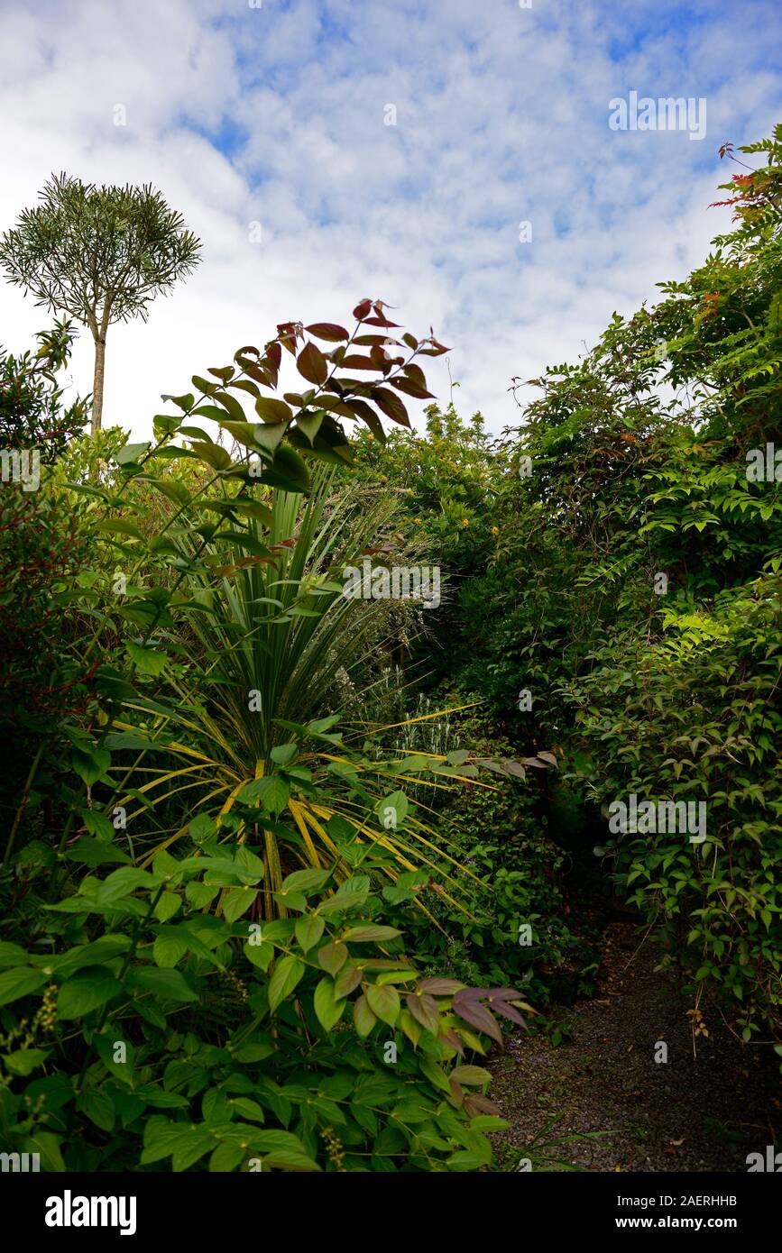 Mélanger,mixte,arbustes,arbres de l'hémisphère sud,régime,kilravock plantation gardens, West Cork garden trail Floral,RM Banque D'Images