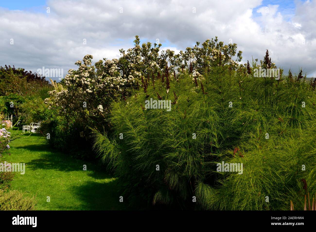 Restio chondropetalum tectorum Banque de photographies et d’images à ...