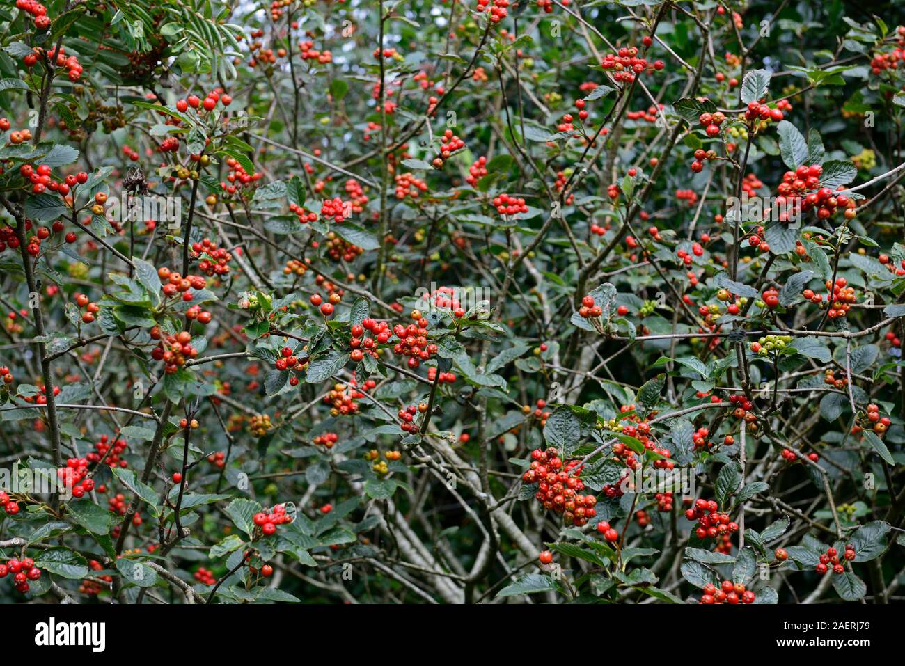 Sorbus × hostii,frene,fruits rouges,red berry,fruits,petit arbre,arbres d'ornement,jardin,Fleurs,RM jardins Banque D'Images