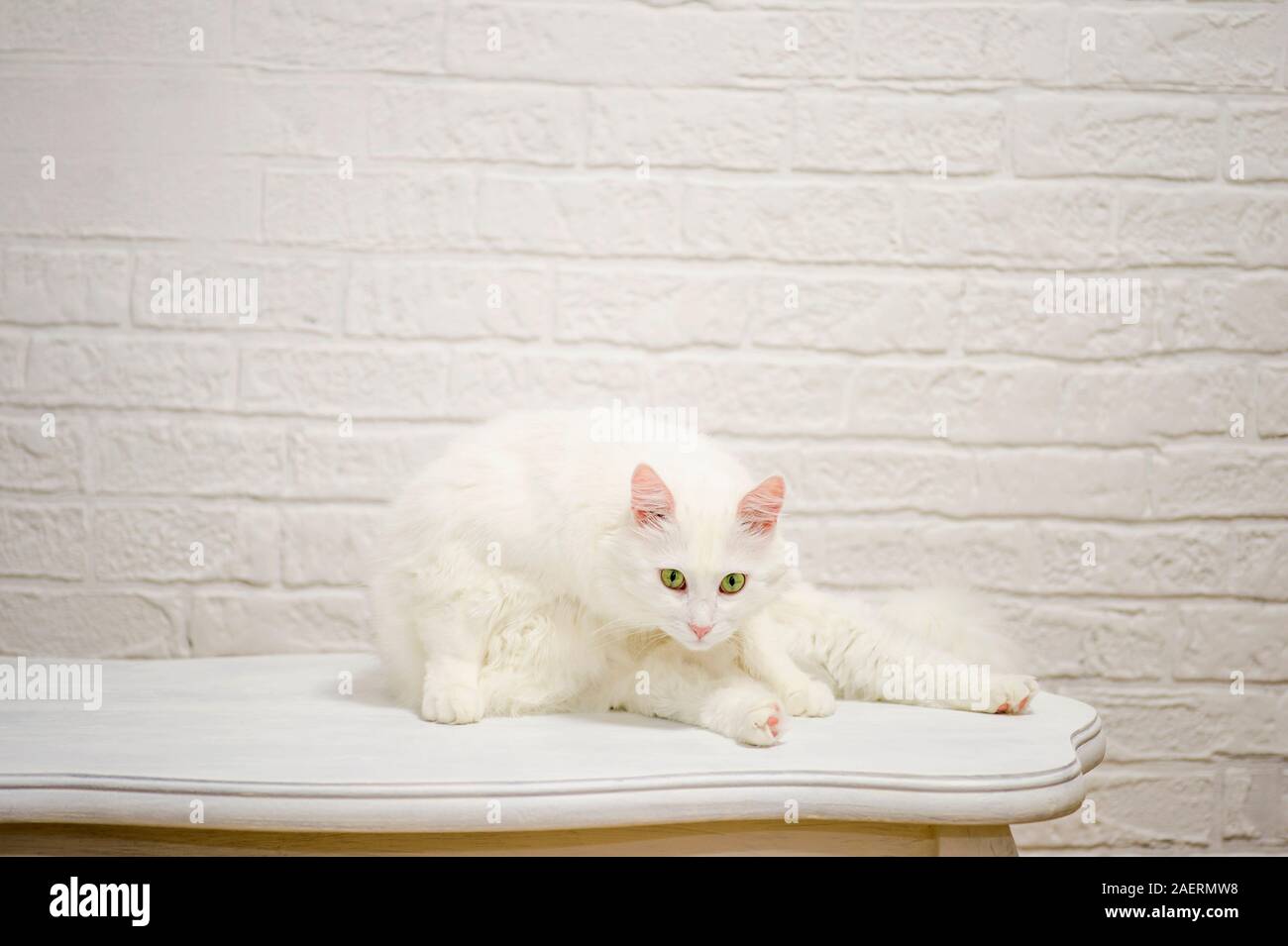 Un chat angora blanc aux yeux expressifs se trouve sur un tableau blanc contre un mur blanc décoré. Banque D'Images
