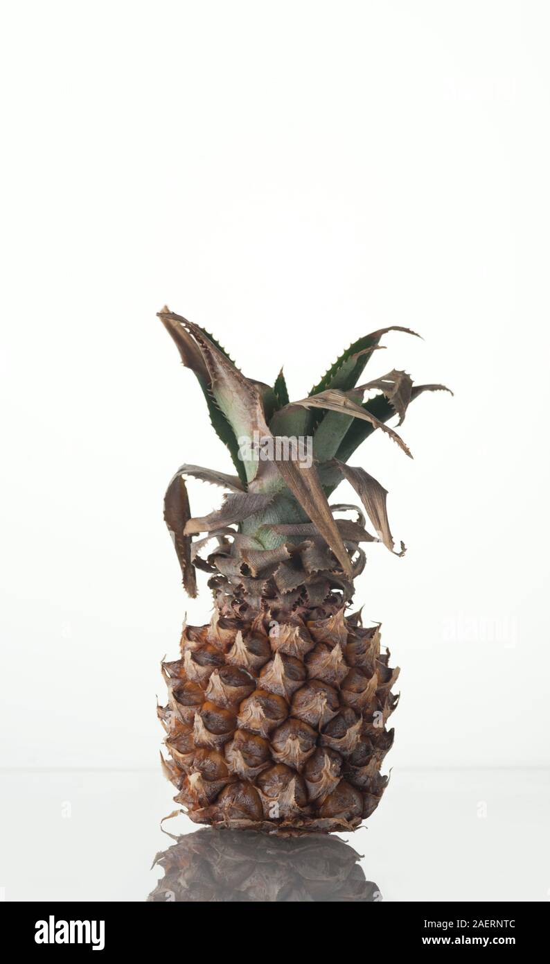 Macro-vision de la mini ananas les fruits pourris avec spot.Concept de déchets de fruits. Avec l'espace vertical pour le texte. Banque D'Images