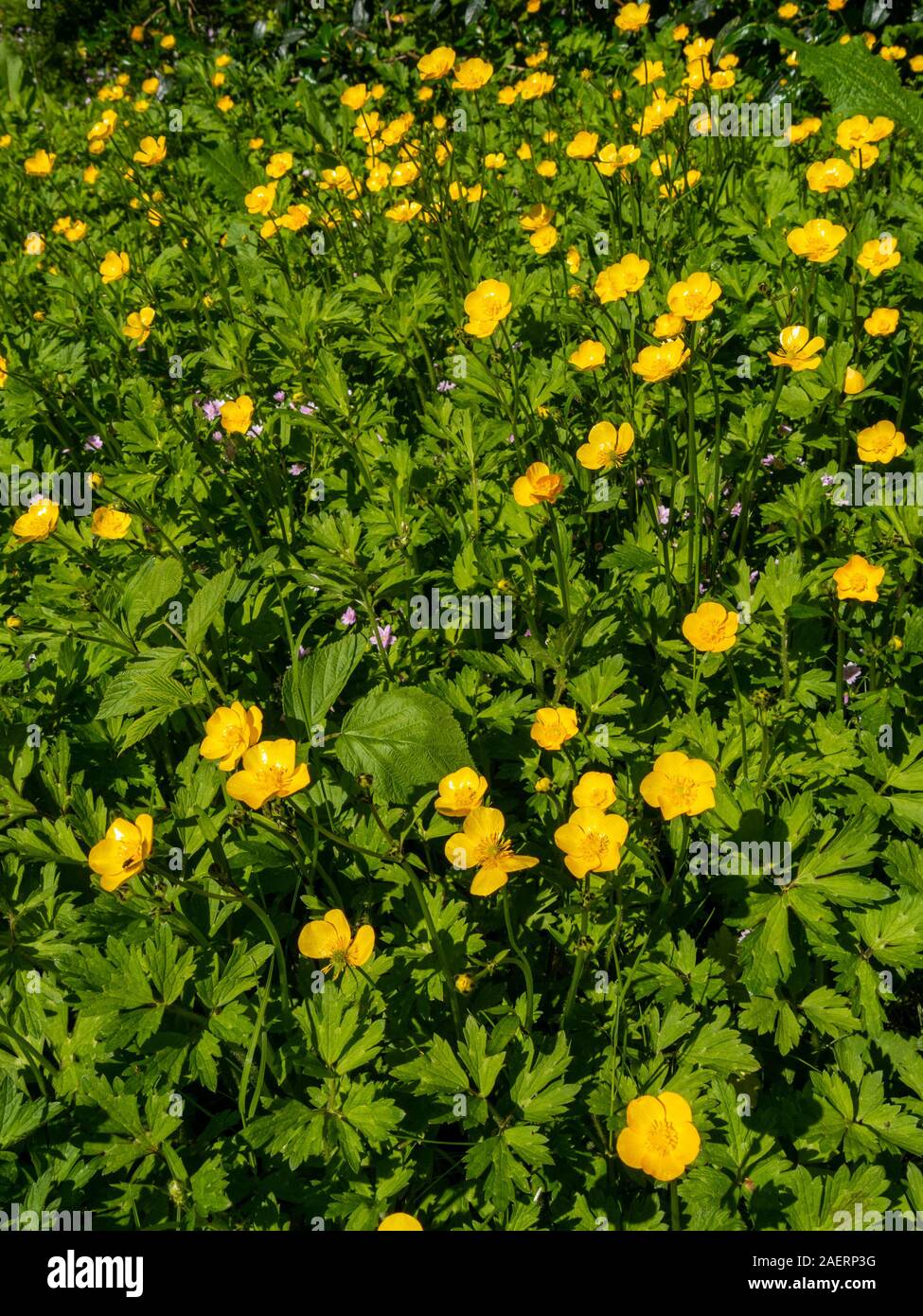 Fleurs de renoncule jaune sauvage Banque de photographies et d'images à  haute résolution - Alamy