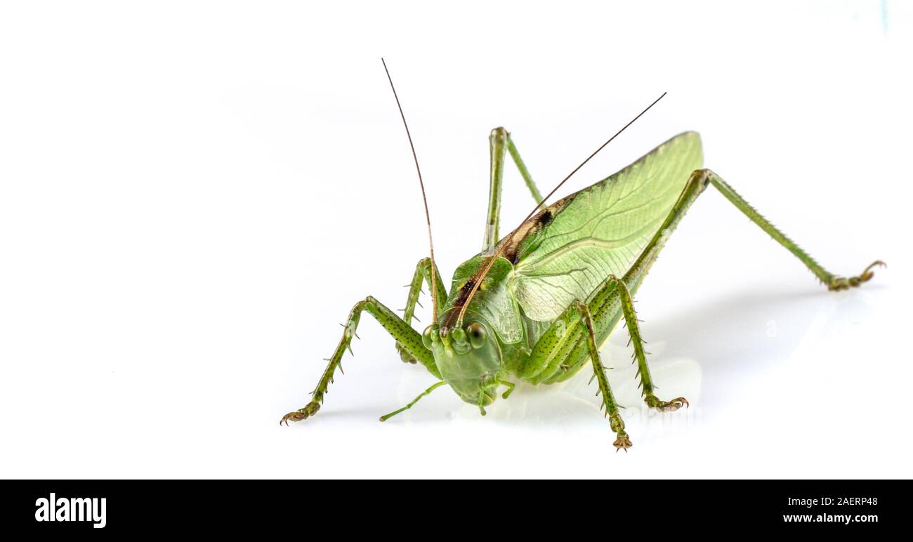 Grande sauterelle verte isolée sur fond blanc close up Banque D'Images