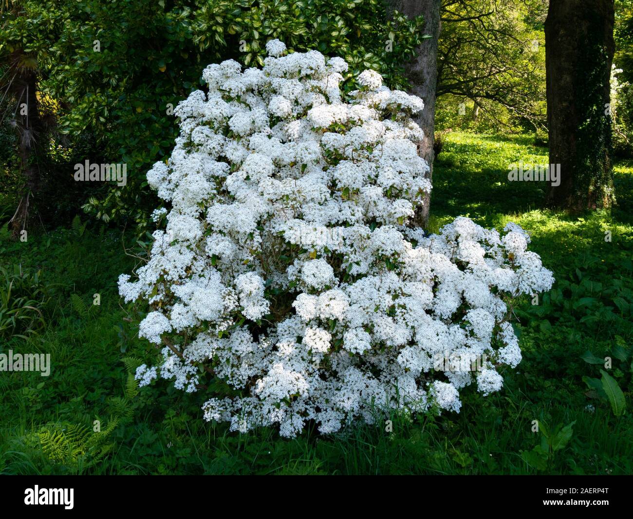 Floraison blanche (bush daisy Olearia cheesemanii) dans la région de Colonsay House Gardens en mai, Ecosse, Royaume-Uni Banque D'Images