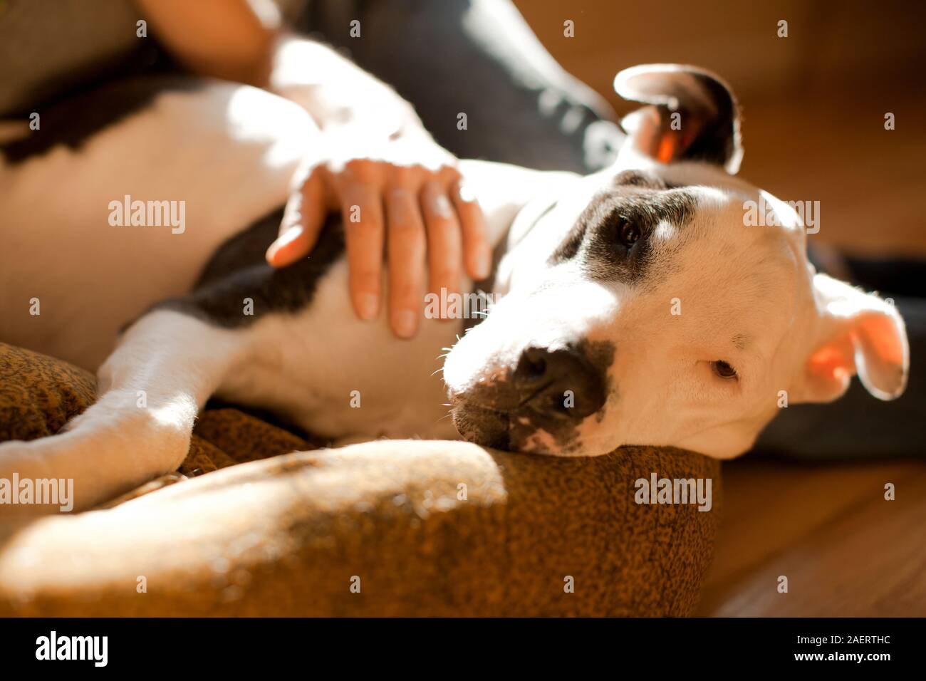 Chien d'être tapoté par femme. Banque D'Images