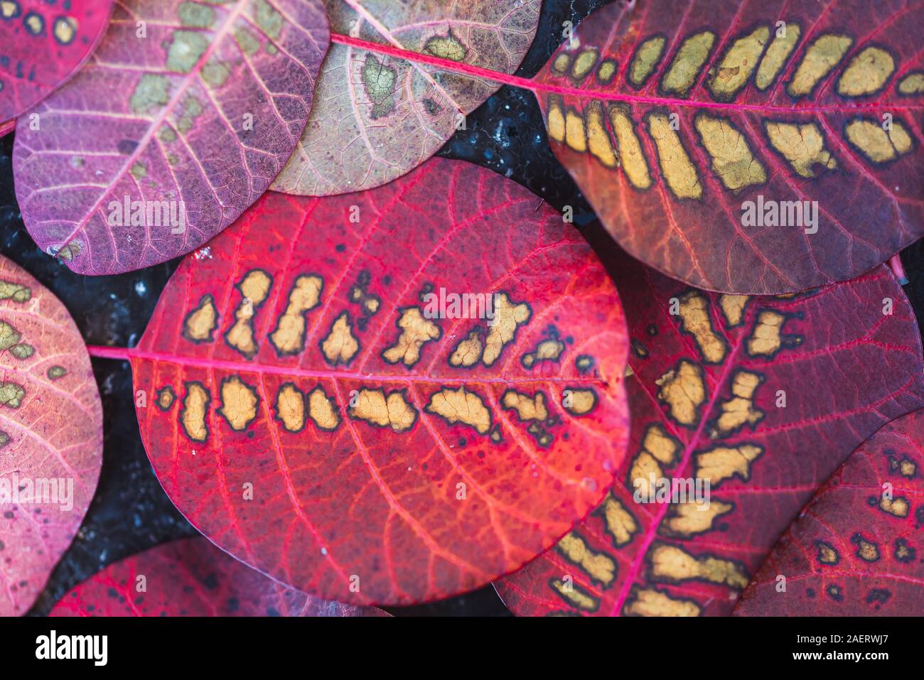 Close up de feuilles colorées de smokebush sur le terrain à l'automne. Banque D'Images