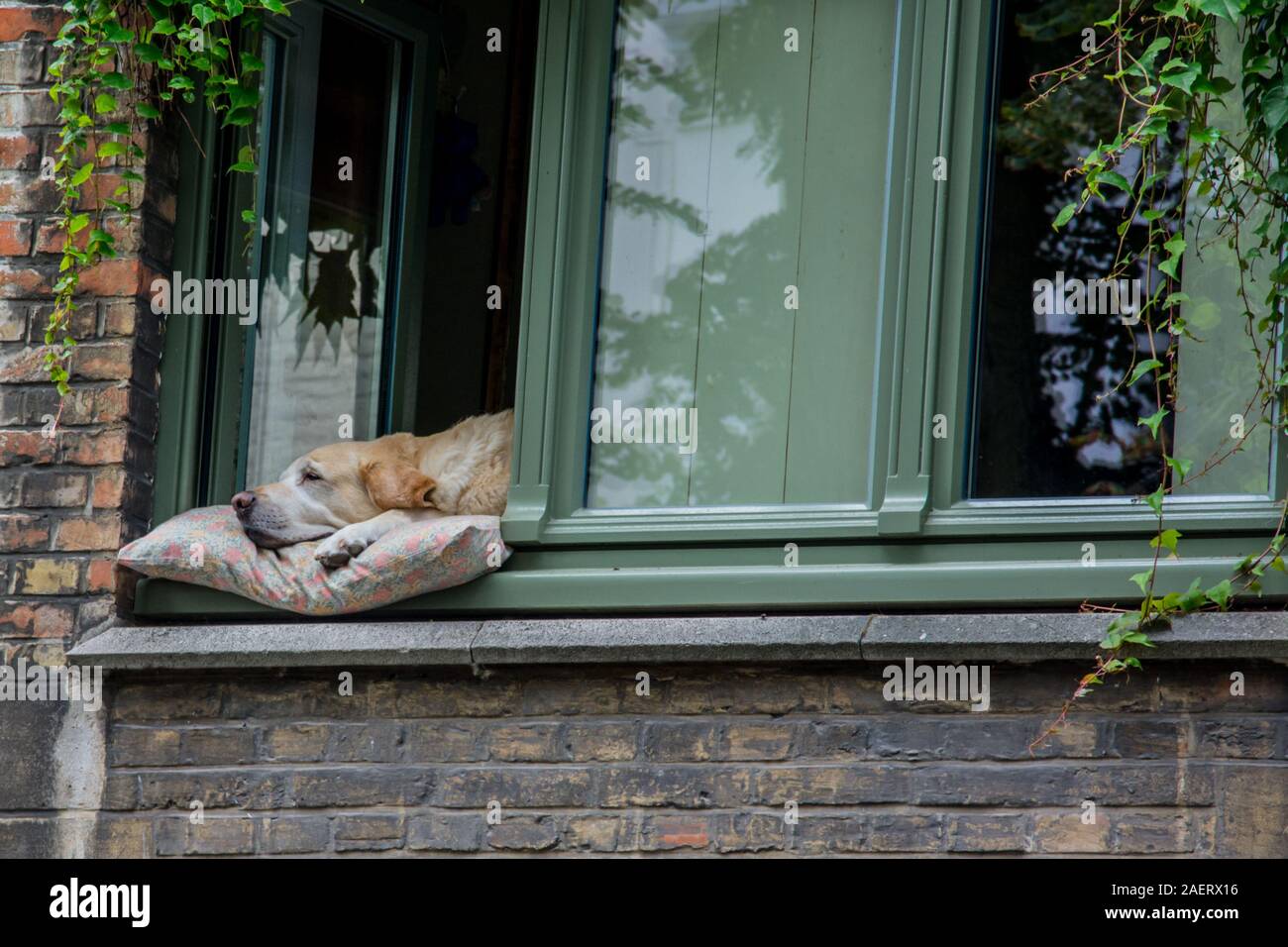 Couchage chien dans la fenêtre en belgique Banque D'Images