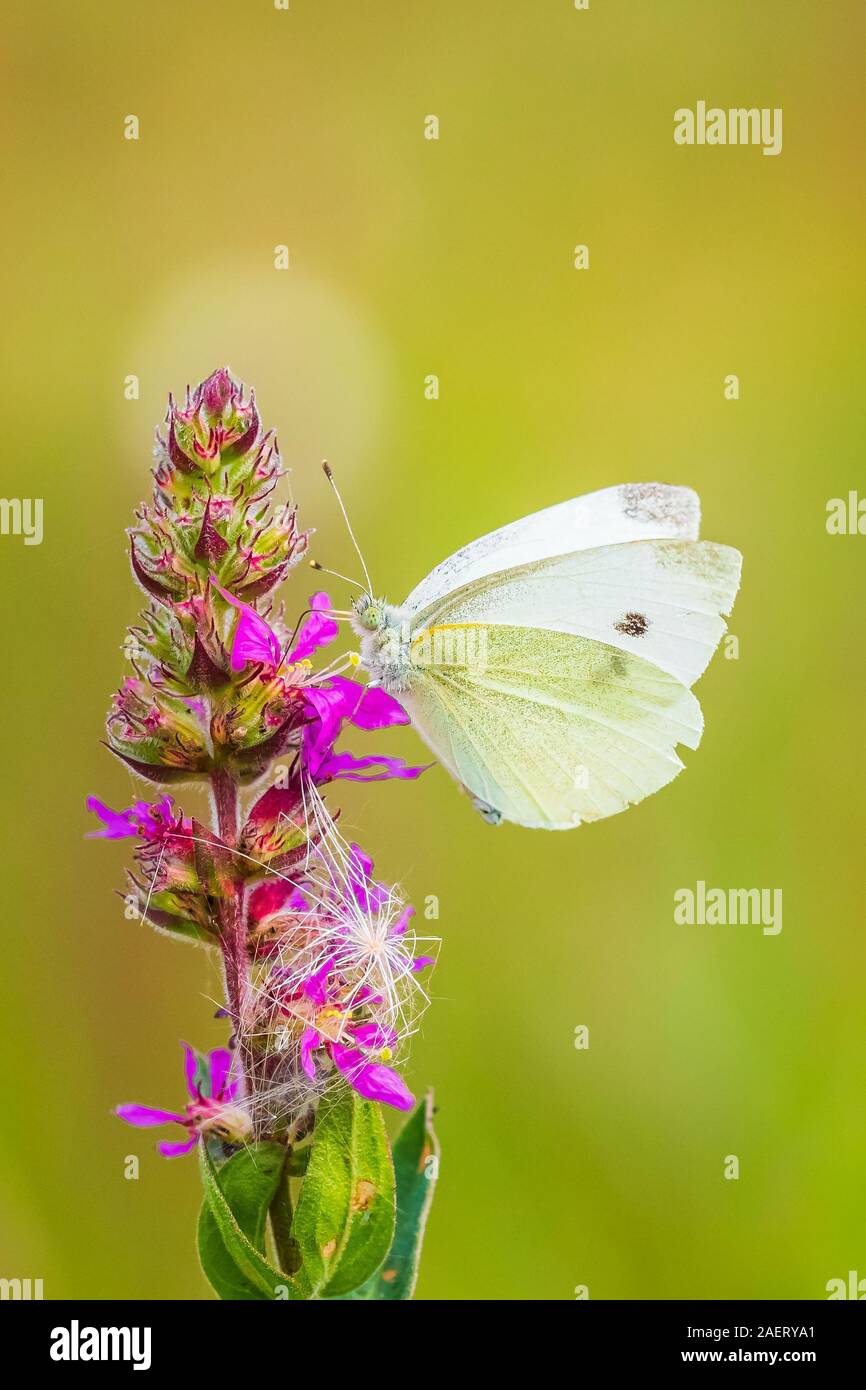 Pieris rapae petit papillon blanc se nourrir de nectar de fleurs violet rose dans un pré. La forte lumière naturelle, de couleurs éclatantes, les fo Banque D'Images