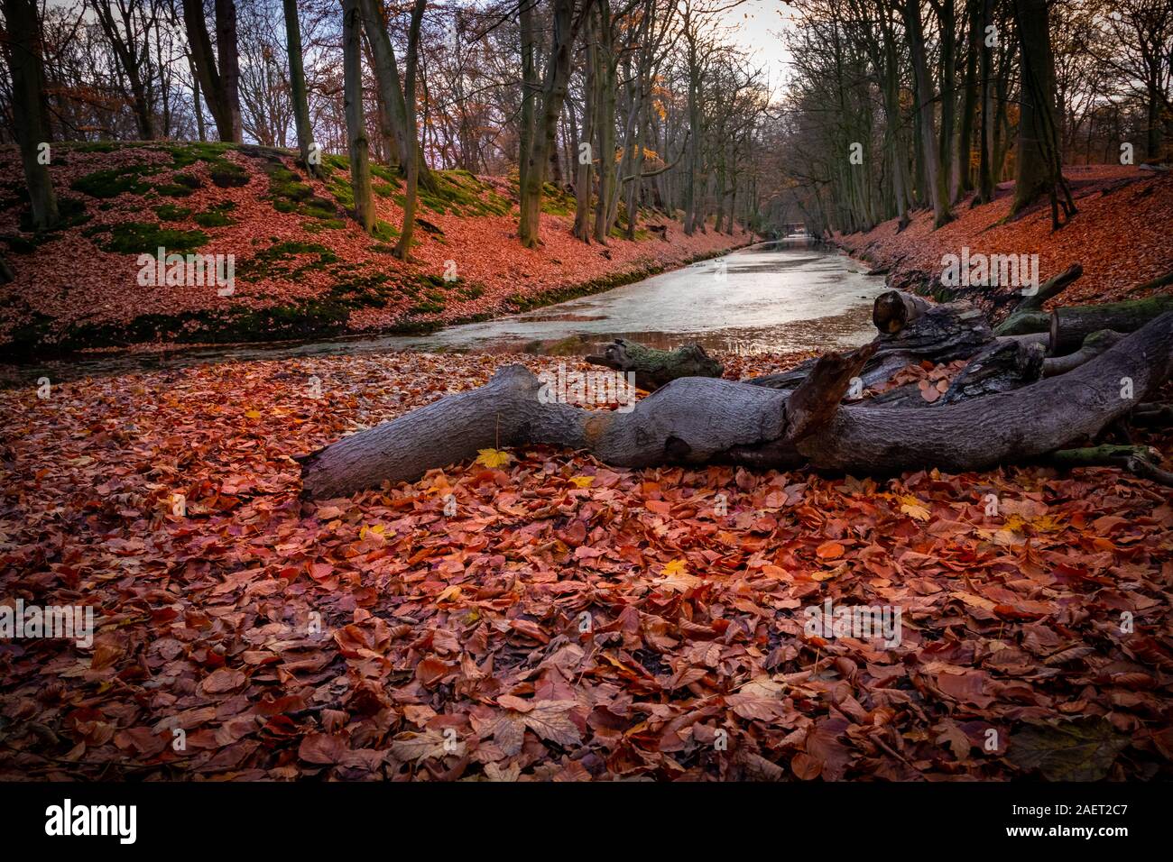 Couper du bois de sciage d'arbres et d'orange l'automne les feuilles séchées Banque D'Images