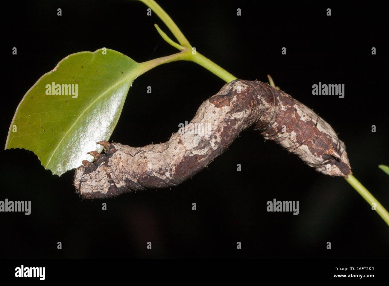 Alimentation feuille à Caterpillar australienne Banque D'Images