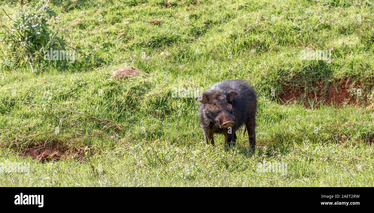 Un adulte seul forêt géant hog dans la prairie ouverte à proximité d'un point d'eau, large format paysage, Aberdare National Park, Kenya Highlands, Kenya, Afrique Banque D'Images