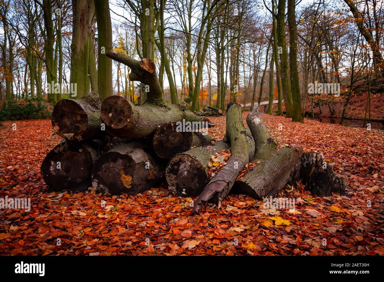 Couper du bois de sciage d'arbres et d'orange l'automne les feuilles séchées Banque D'Images