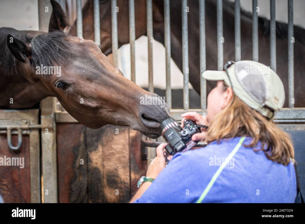 Middleham, Angleterre - une femme tente de photographier un cheval curieux au sein de son décrochage stable, Yorkshire, UK Banque D'Images