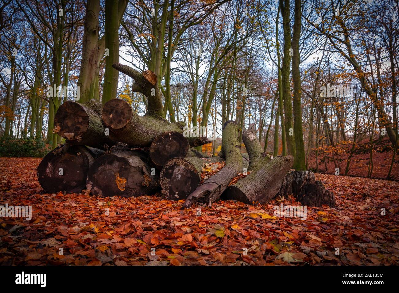 Couper du bois de sciage d'arbres et d'orange l'automne les feuilles séchées Banque D'Images