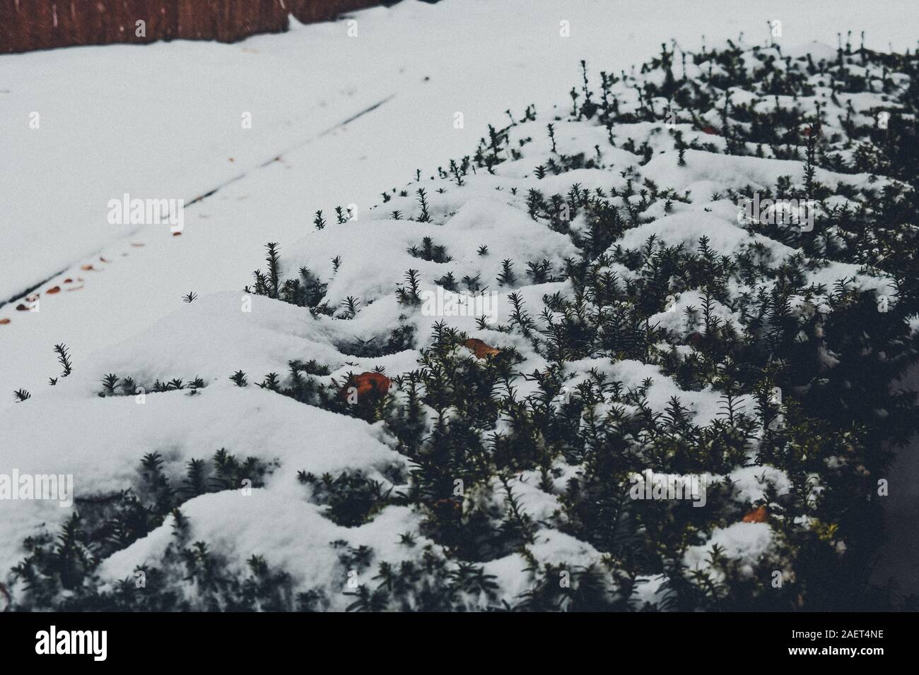 Un coup d'un buisson couvert de neige Banque D'Images