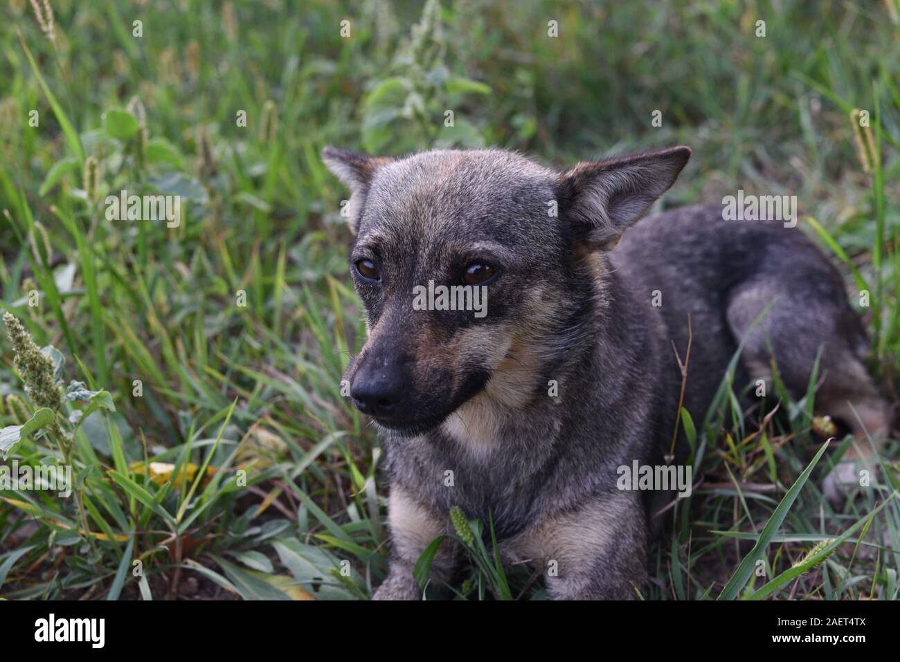 Mongrel D Banque du0027image et photos - Alamy