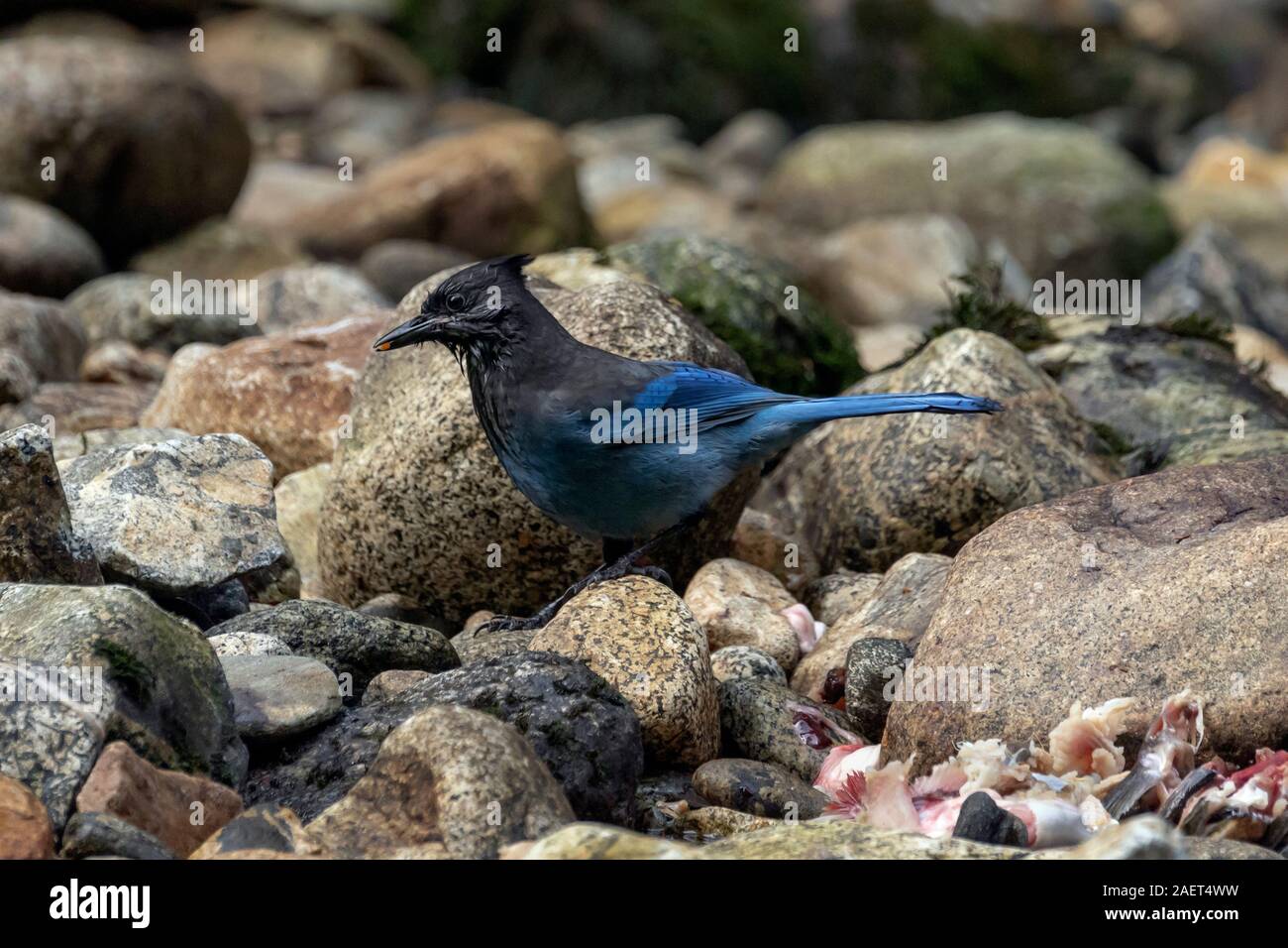 La stellaire (Cyanocitta stelleri) de manger les œufs de saumon, Gribbell Island (Colombie-Britannique) Banque D'Images