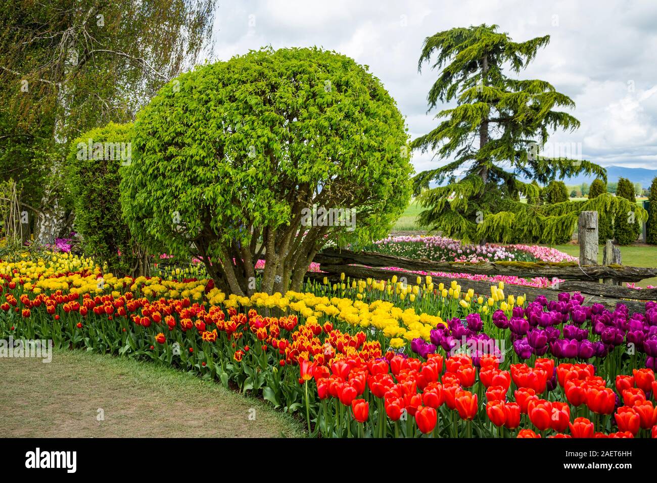 Fleurs à l'Roozengaarde jardins d'affichage près de Mount Vernon, Washington, USA. Banque D'Images