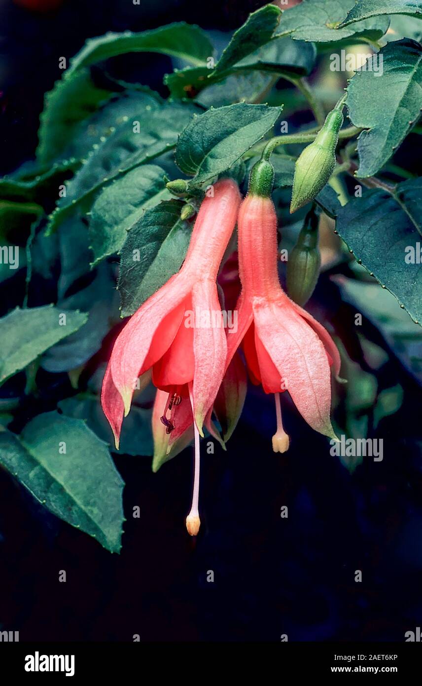 Orange Fuchsia est un cristal bush fuchsia qui a des fleurs orange en été idéal en plein soleil ou ombre partielle et est à moitié hardy. Banque D'Images Orange Fuchsia est un cristal bush fuchsia qui a des fleurs orange en été idéal en plein soleil ou ombre partielle et est à moitié hardy. Banque D'Images
