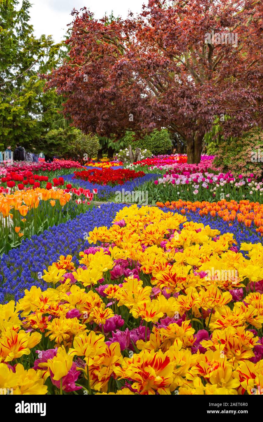 Tulip gardens au Roozengaarde Jardins d'affichage près de Mount Vernon, Skagit Valley, Washington, USA. Banque D'Images