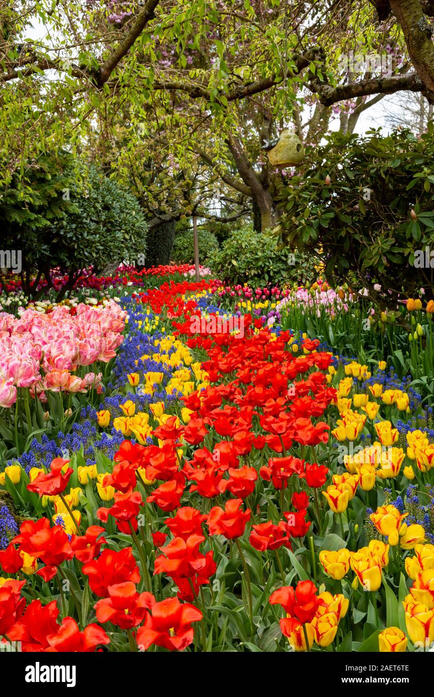 Tulip gardens au Roozengaarde Jardins d'affichage près de Mount Vernon, Skagit Valley, Washington, USA. Banque D'Images