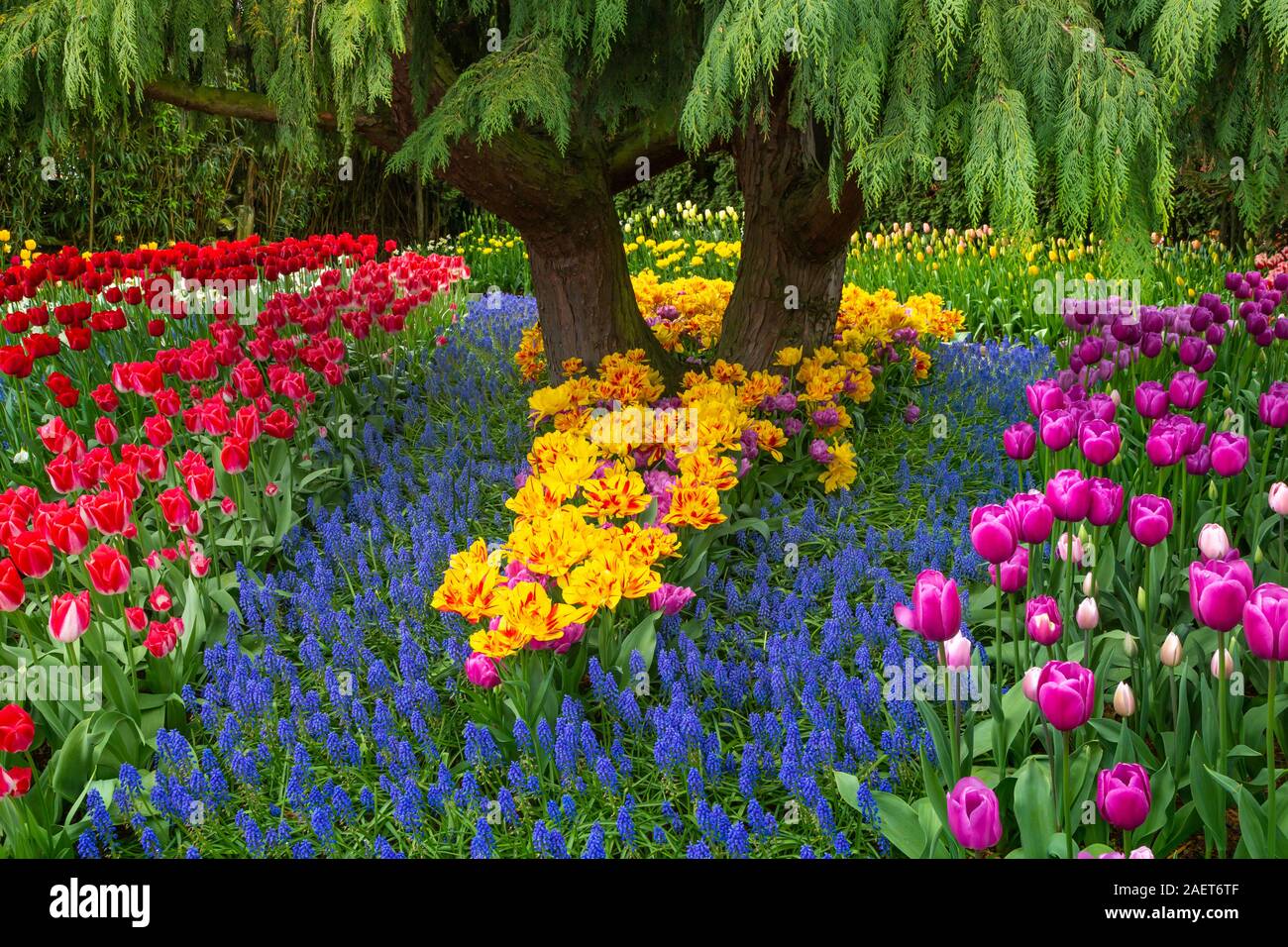 Tulip gardens au Roozengaarde Jardins d'affichage près de Mount Vernon, Skagit Valley, Washington, USA. Banque D'Images