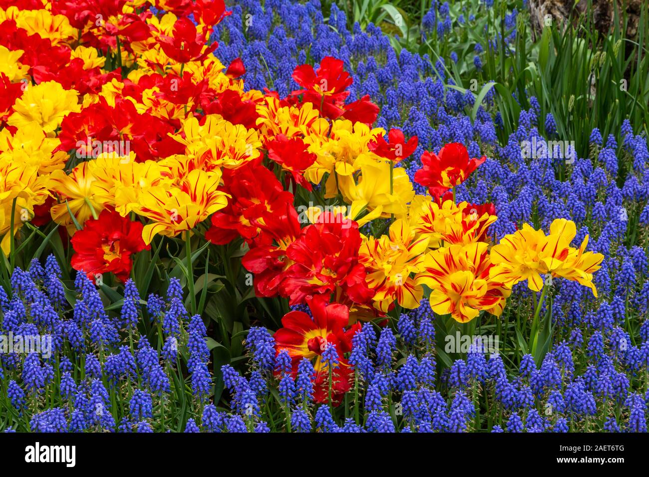 Tulip gardens au Roozengaarde Jardins d'affichage près de Mount Vernon, Skagit Valley, Washington, USA. Banque D'Images