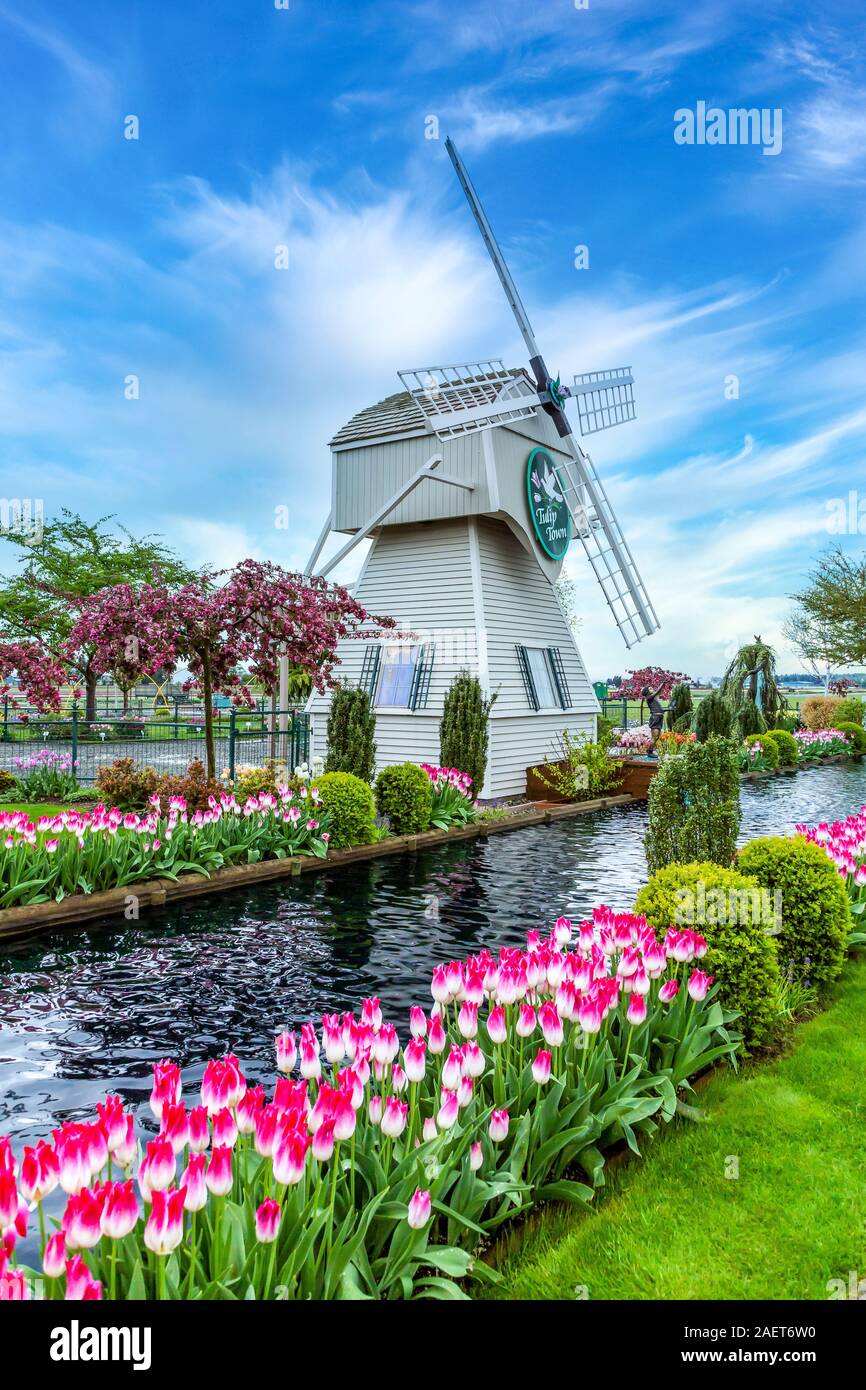 La ville des tulipes éolienne dans la vallée de la Skagit, près de Mount Vernon, Washington, USA. Banque D'Images