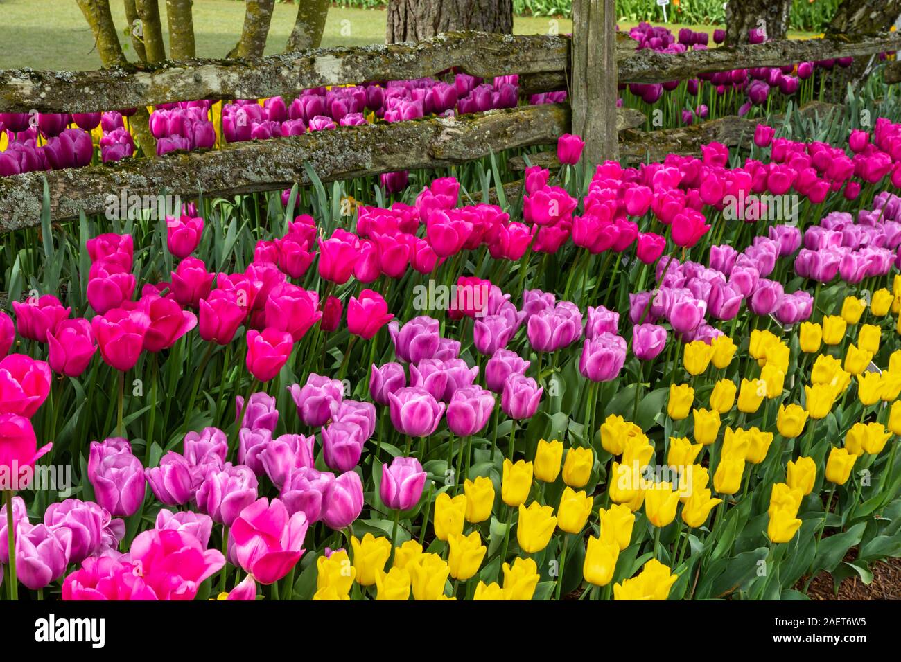 Tulip gardens au Roozengaarde Jardins d'affichage près de Mount Vernon, Skagit Valley, Washington, USA. Banque D'Images