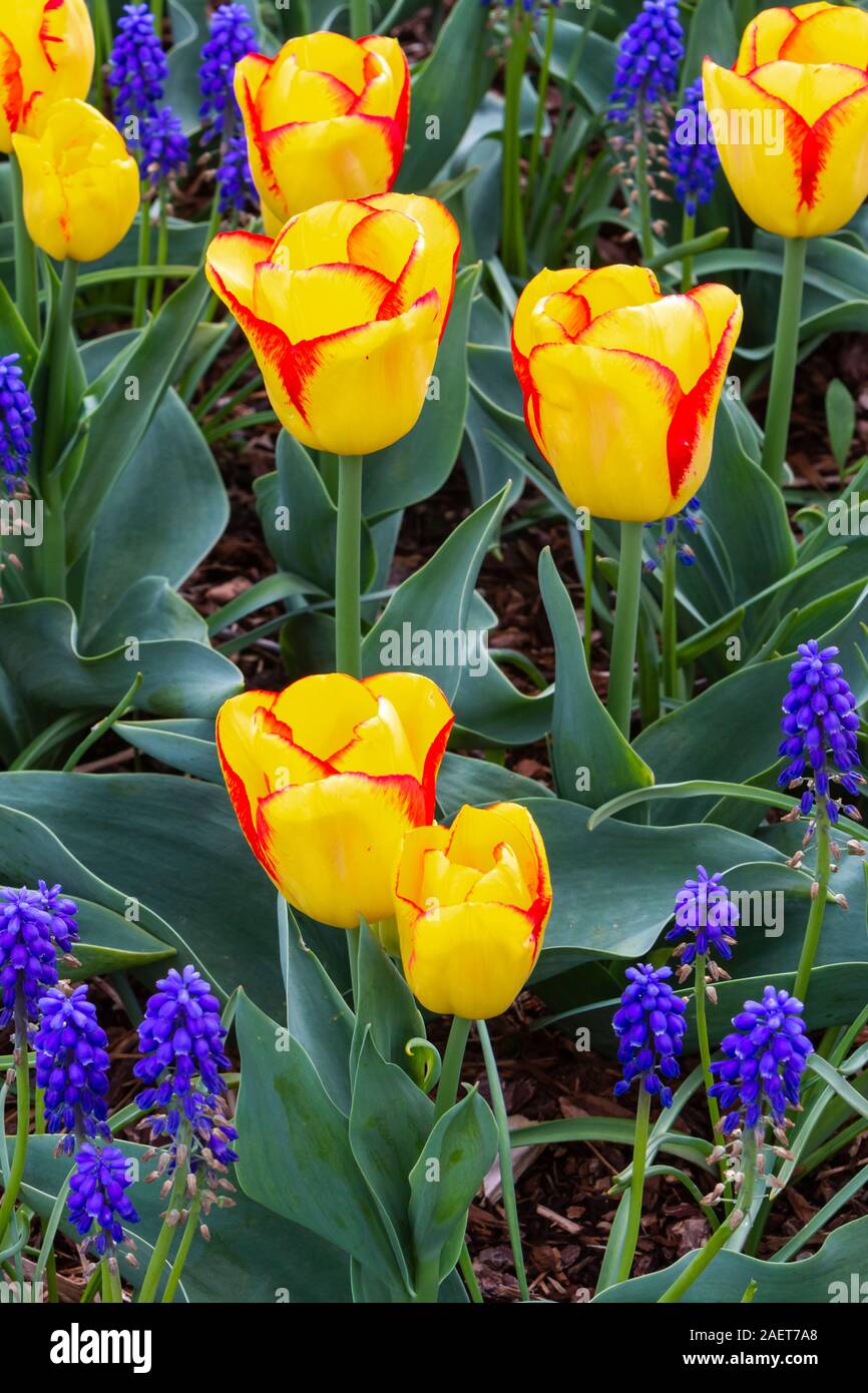 En fleurs tulipes au printemps dans la vallée de la Skagit près de Mount Vernon, Washington, USA. Banque D'Images