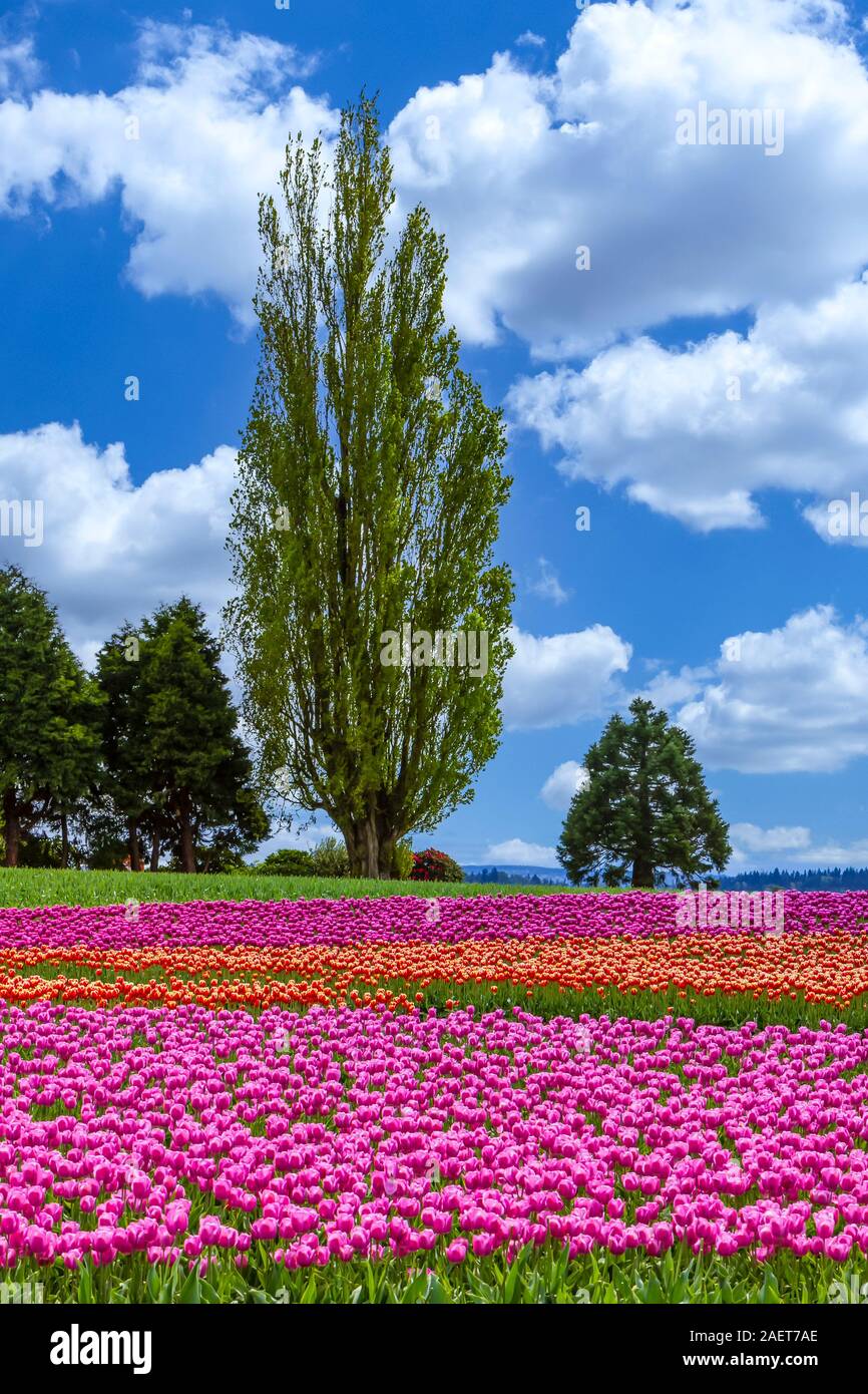 Un champ de tulipes et arbre dans Skagit Valley près de Mount Vernon, Washington, USA. Banque D'Images