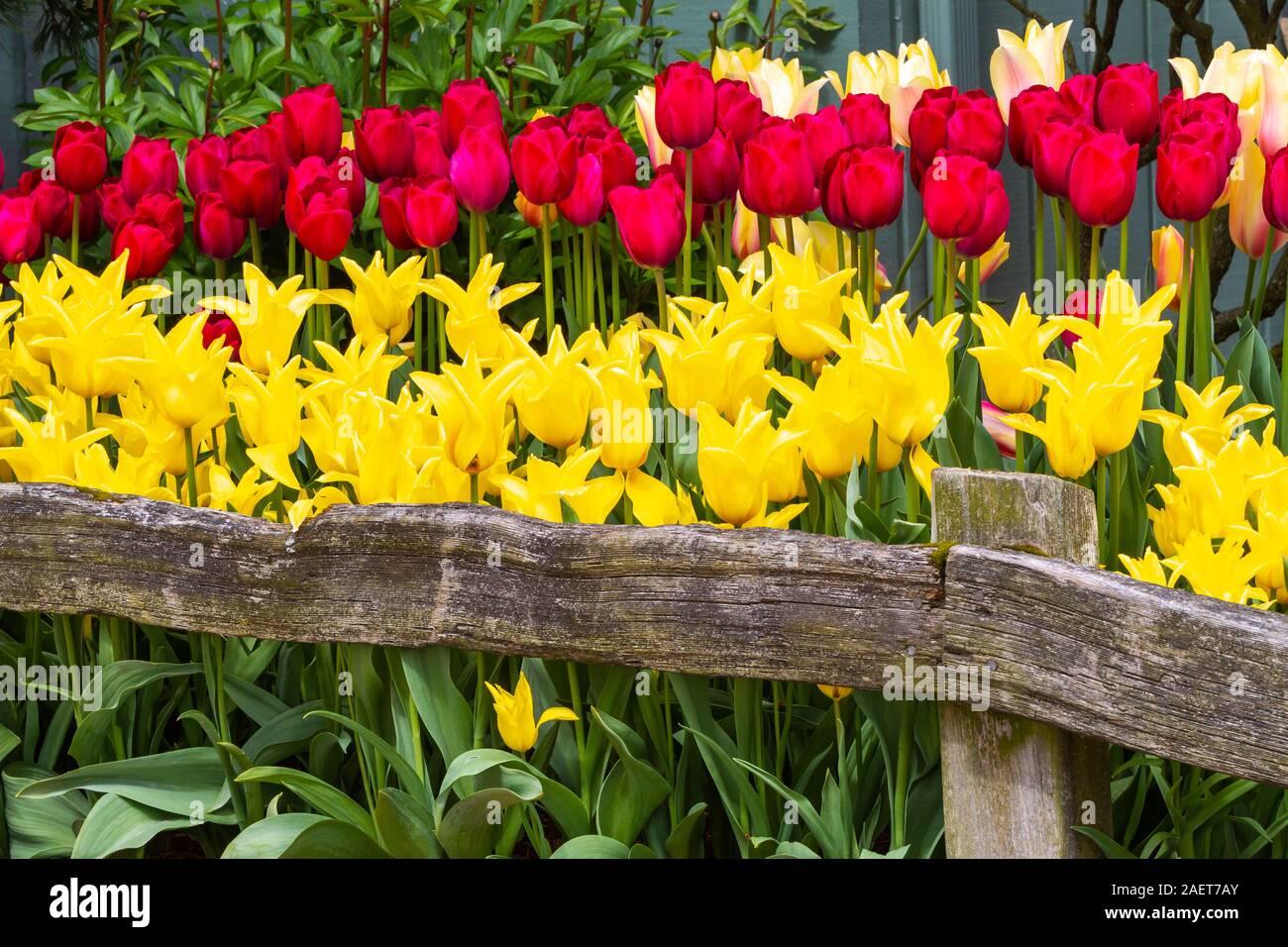 Tulip gardens au Roozengaarde Jardins d'affichage près de Mount Vernon, Skagit Valley, Washington, USA. Banque D'Images