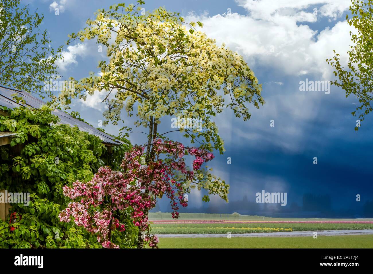 Un arbre en fleurs de cornouiller de la vallée de la Skagit près de Mount Vernon, Washington, USA. Banque D'Images