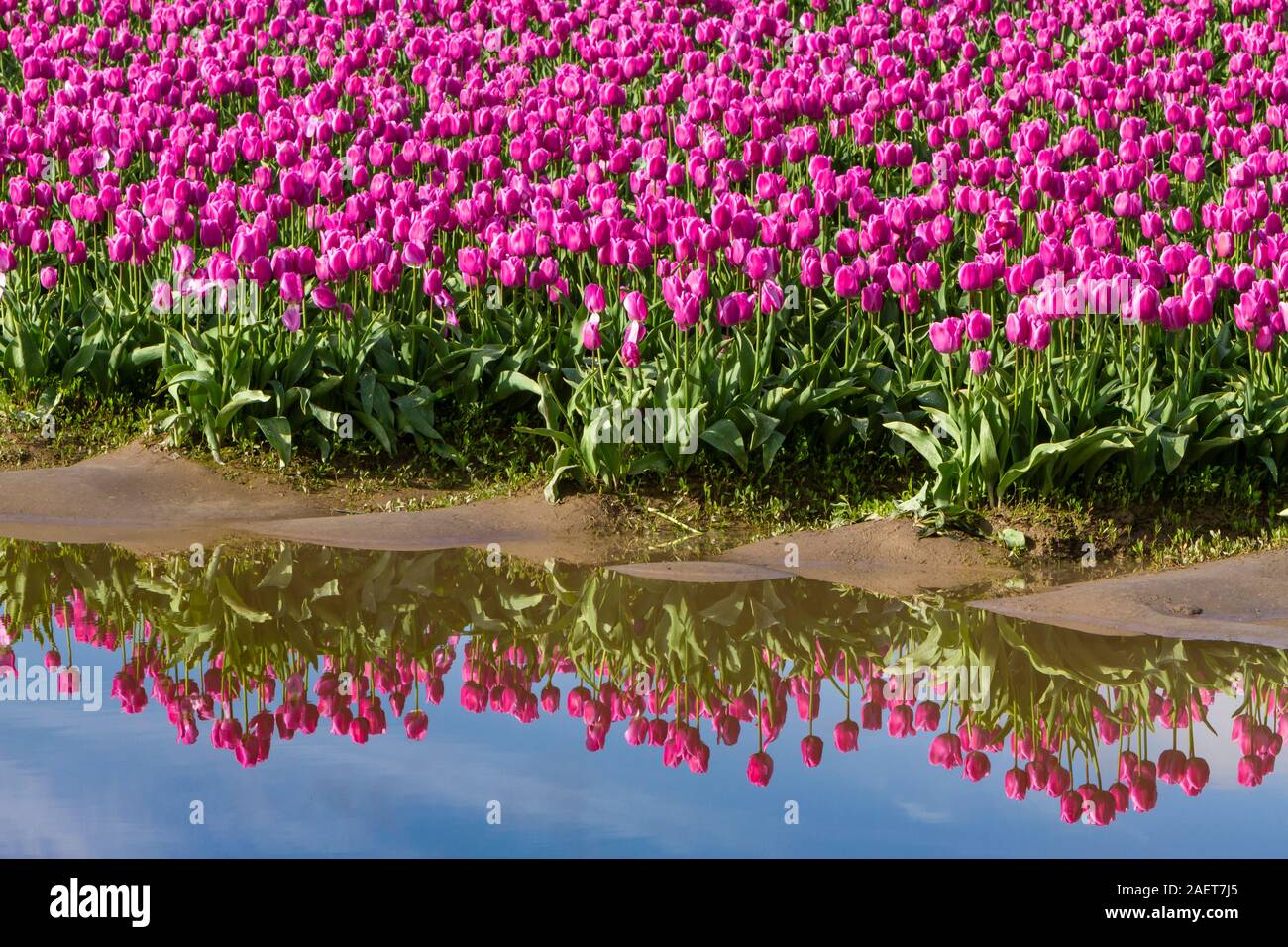 Champs de tulipes en fleurs dans la vallée de la Skagit, près de Mount Vernon, Washington, USA. Banque D'Images